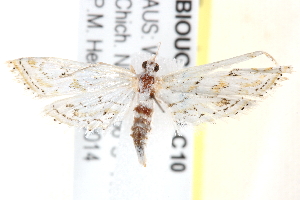  ( - BIOUG18088-C10)  @13 [ ] CreativeCommons - Attribution (2015) CBG Photography Group Centre for Biodiversity Genomics