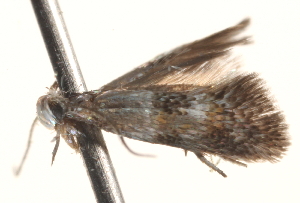  ( - BIOUG18613-H07)  @12 [ ] CreativeCommons - Attribution (2015) CBG Photography Group Centre for Biodiversity Genomics