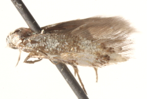  ( - BIOUG18802-C10)  @12 [ ] CreativeCommons - Attribution (2015) CBG Photography Group Centre for Biodiversity Genomics