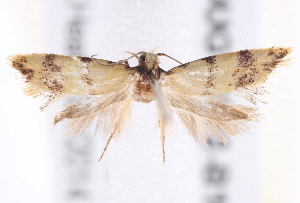  (Psaroxantha - BIOUG19292-B10)  @14 [ ] CreativeCommons - Attribution (2015) CBG Photography Group Centre for Biodiversity Genomics