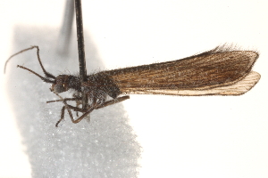  (Stenobiella - BIOUG19385-F01)  @14 [ ] CreativeCommons - Attribution (2015) CBG Photography Group Centre for Biodiversity Genomics