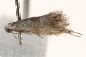  ( - BIOUG19385-F04)  @12 [ ] CreativeCommons - Attribution (2015) CBG Photography Group Centre for Biodiversity Genomics
