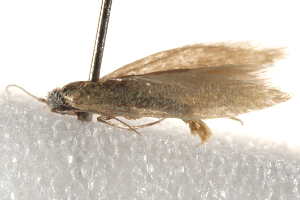  ( - BIOUG19385-G04)  @12 [ ] CreativeCommons - Attribution (2015) CBG Photography Group Centre for Biodiversity Genomics