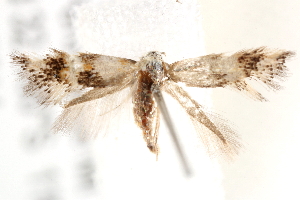  ( - BIOUG19385-H10)  @12 [ ] CreativeCommons - Attribution (2015) CBG Photography Group Centre for Biodiversity Genomics