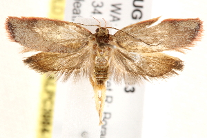  ( - BIOUG19451-H03)  @12 [ ] CreativeCommons - Attribution (2015) CBG Photography Group Centre for Biodiversity Genomics