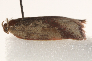 ( - BIOUG19452-G04)  @12 [ ] CreativeCommons - Attribution (2015) CBG Photography Group Centre for Biodiversity Genomics
