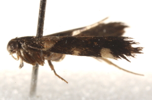  ( - BIOUG19527-B06)  @12 [ ] CreativeCommons - Attribution (2015) CBG Photography Group Centre for Biodiversity Genomics