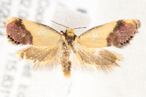  ( - BIOUG19453-G05)  @14 [ ] CreativeCommons - Attribution (2015) CBG Photography Group Centre for Biodiversity Genomics