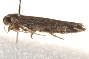  ( - BIOUG19526-F06)  @12 [ ] CreativeCommons - Attribution (2015) CBG Photography Group Centre for Biodiversity Genomics