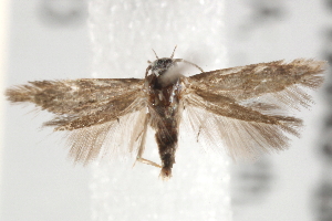  ( - BIOUG19649-B08)  @12 [ ] CreativeCommons - Attribution (2015) CBG Photography Group Centre for Biodiversity Genomics