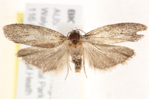  ( - BIOUG19650-B02)  @13 [ ] CreativeCommons - Attribution (2015) CBG Photography Group Centre for Biodiversity Genomics