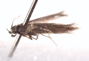  ( - BIOUG19955-G04)  @12 [ ] CreativeCommons - Attribution (2015) CBG Photography Group Centre for Biodiversity Genomics