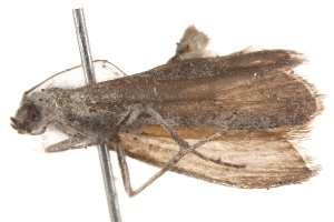  ( - BIOUG20227-B03)  @12 [ ] CreativeCommons - Attribution (2015) CBG Photography Group Centre for Biodiversity Genomics