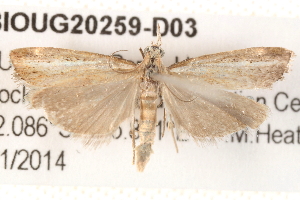  ( - BIOUG20259-D03)  @13 [ ] CreativeCommons - Attribution (2015) CBG Photography Group Centre for Biodiversity Genomics