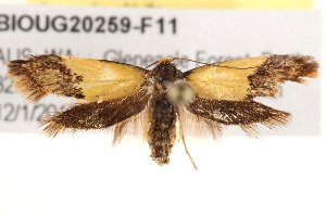  ( - BIOUG20259-F11)  @14 [ ] CreativeCommons - Attribution (2015) CBG Photography Group Centre for Biodiversity Genomics