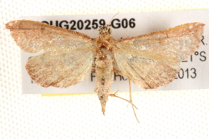 ( - BIOUG20259-G06)  @13 [ ] CreativeCommons - Attribution (2015) CBG Photography Group Centre for Biodiversity Genomics
