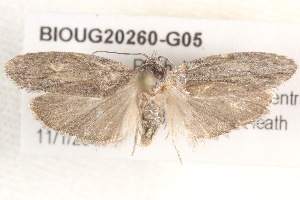  ( - BIOUG20260-G05)  @13 [ ] CreativeCommons - Attribution (2015) CBG Photography Group Centre for Biodiversity Genomics