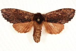  ( - BIOUG20289-E02)  @13 [ ] CreativeCommons - Attribution (2015) CBG Photography Group Centre for Biodiversity Genomics