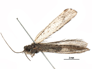  (Stenobiella - BIOUG20359-F09)  @14 [ ] CreativeCommons - Attribution (2016) CBG Photography Group Centre for Biodiversity Genomics