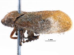  (Pectinariophyes - BIOUG20421-B02)  @15 [ ] CreativeCommons - Attribution (2016) CBG Photography Group Centre for Biodiversity Genomics
