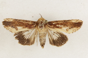  ( - BIOUG37863-C01)  @11 [ ] CreativeCommons - Attribution (2018) CBG Photography Group Centre for Biodiversity Genomics