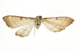  ( - BIOUG37861-D07)  @12 [ ] CreativeCommons - Attribution (2018) CBG Photography Group Centre for Biodiversity Genomics