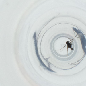  ( - WALW_003_F9)  @11 [ ] by (2023) Wellcome Sanger Institute (Genome Research Limited) Wellcome Sanger Institute (Genome Research Limited)