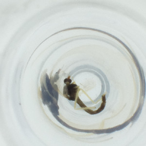  ( - WALW_008_F1)  @11 [ ] by (2023) Wellcome Sanger Institute (Genome Research Limited) Wellcome Sanger Institute (Genome Research Limited)