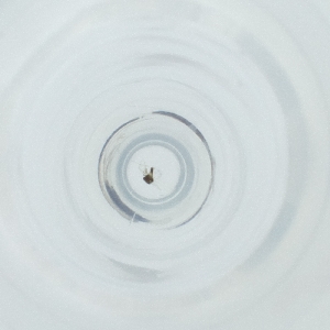  ( - WALW_016_B7)  @11 [ ] by (2023) Wellcome Sanger Institute (Genome Research Limited) Wellcome Sanger Institute (Genome Research Limited)