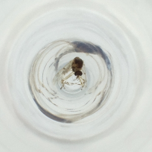  ( - WALW_019_C11)  @11 [ ] by (2023) Wellcome Sanger Institute (Genome Research Limited) Wellcome Sanger Institute (Genome Research Limited)