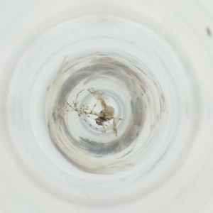  ( - WALW_019_C9)  @11 [ ] by (2023) Wellcome Sanger Institute (Genome Research Limited) Wellcome Sanger Institute (Genome Research Limited)