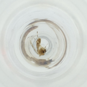  ( - WALW_019_D11)  @11 [ ] by (2023) Wellcome Sanger Institute (Genome Research Limited) Wellcome Sanger Institute (Genome Research Limited)