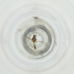  ( - WALW_019_D8)  @11 [ ] by (2023) Wellcome Sanger Institute (Genome Research Limited) Wellcome Sanger Institute (Genome Research Limited)