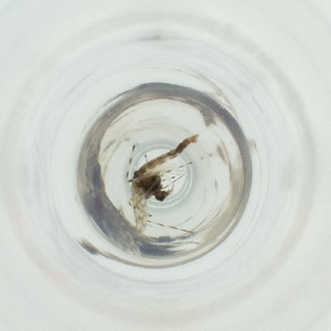  ( - WALW_019_D9)  @11 [ ] by (2023) Wellcome Sanger Institute (Genome Research Limited) Wellcome Sanger Institute (Genome Research Limited)