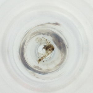  ( - WALW_019_E7)  @11 [ ] by (2023) Wellcome Sanger Institute (Genome Research Limited) Wellcome Sanger Institute (Genome Research Limited)