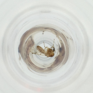  ( - WALW_019_F8)  @11 [ ] by (2023) Wellcome Sanger Institute (Genome Research Limited) Wellcome Sanger Institute (Genome Research Limited)