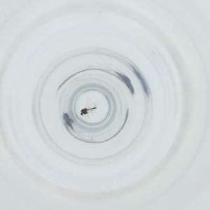  ( - WALW_022_E8)  @11 [ ] by (2023) Wellcome Sanger Institute (Genome Research Limited) Wellcome Sanger Institute (Genome Research Limited)