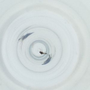  ( - WALW_022_H4)  @11 [ ] by (2023) Wellcome Sanger Institute (Genome Research Limited) Wellcome Sanger Institute (Genome Research Limited)