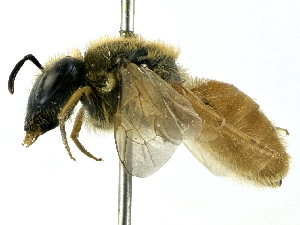 ( - CCDB-27396-B09)  @11 [ ] CreativeCommons - Attribution (2016) CBG Photography Group Centre for Biodiversity Genomics