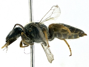  ( - CCDB-27396-B12)  @11 [ ] CreativeCommons - Attribution (2016) CBG Photography Group Centre for Biodiversity Genomics
