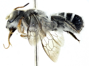  (Megachile aurifrons - CCDB-27396-E01)  @15 [ ] CreativeCommons - Attribution (2016) CBG Photography Group Centre for Biodiversity Genomics