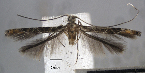  (Conopomorpha sp. ACY9663 - USNM ENT 01014063)  @14 [ ] No Rights Reserved  Unspecified Unspecified