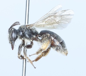  (Andrena pulverea - CCDB-38301_F06)  @11 [ ] CreativeCommons - Attribution Share-Alike (2023) Cory Sheffield Royal Saskatchewan Museum