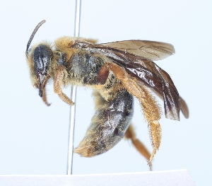  (Andrena obscuripennis - CCDB-38301_F01)  @11 [ ] CreativeCommons - Attribution Share-Alike (2023) Cory Sheffield Royal Saskatchewan Museum