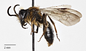  (Andrena prolixa - CCDB-25139 E08)  @15 [ ] © (2017) Cory Sheffield Royal Saskatchewan Museum