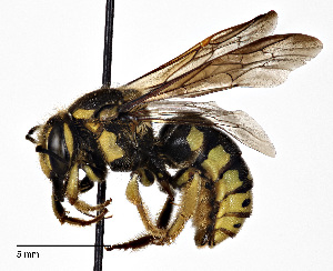  (Dianthidium singulare - CCDB-25140 B09)  @15 [ ] © (2017) Cory Sheffield Royal Saskatchewan Museum