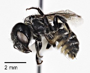  (Ashmeadiella bucconis denticulata - CCDB-25140 C04)  @14 [ ] © (2017) Cory Sheffield Royal Saskatchewan Museum