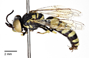  (Microbembex monodonta - CCDB-25141 E09)  @15 [ ] © (2016) Cory Sheffield Royal Saskatchewan Museum