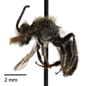  (Andrena bisalicis - CCDB-25141 G03)  @15 [ ] © (2016) Cory Sheffield Royal Saskatchewan Museum