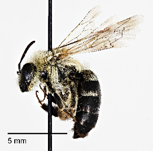  (Andrena colletina - CCDB-25142 D06)  @13 [ ] Copyright (2016) Cory Sheffield Royal Saskatchewan Museum
